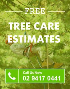 tree services in Sydney, NSW